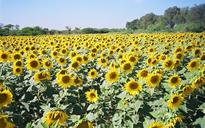 Sunflower farm near 14N77E