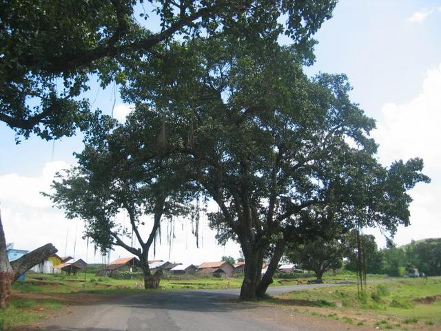 A Liane covered Tree and a Village nearby