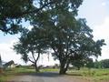 #8: A Liane covered Tree and a Village nearby