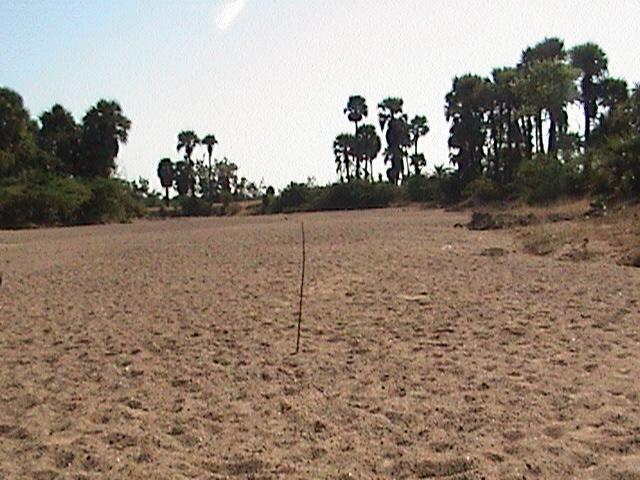 A stick at the confluence point - photo taken from west side of it - East view