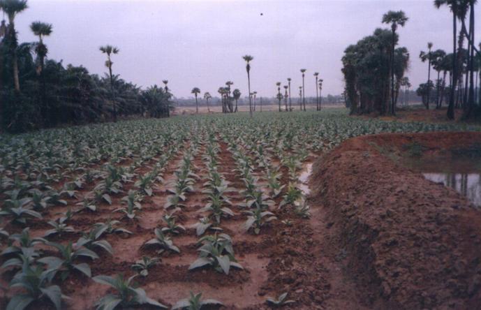 Tobacco farm near 17N81E