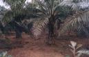 #9: Palm plantation near 17N81E