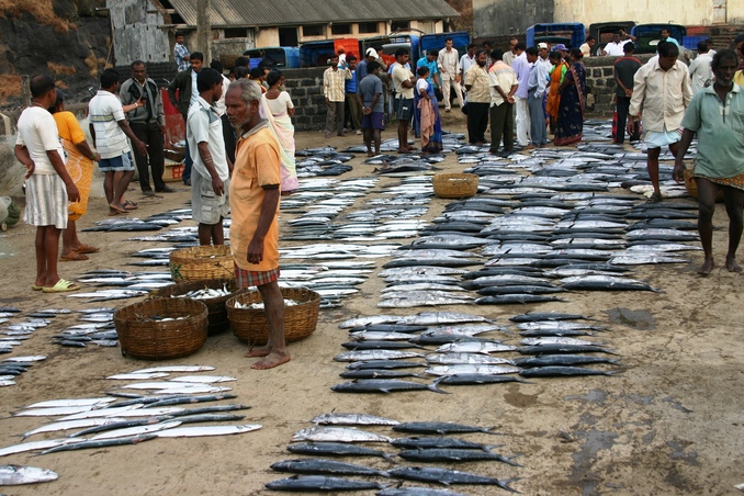 Fresh fish ready for auction