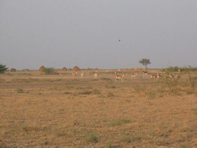 Herd of Black Bucks near Confluence Point