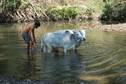 #6: Washing bullocks in the river
