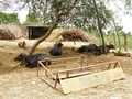 #8: Dairy farm near Lakshmipura with water buffalo
