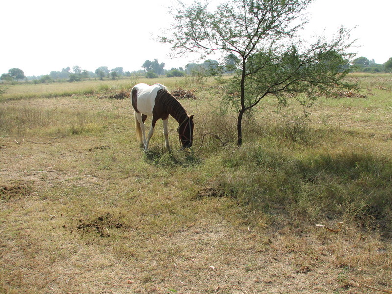 A horse eating grass a few meters from the confluence point.