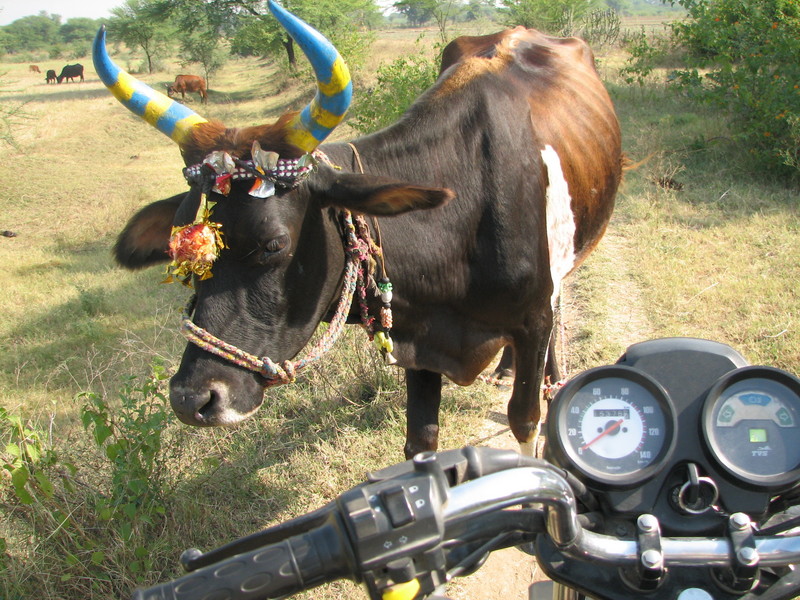 A decorated cow passing me on the last "road" that the motorbike would take.