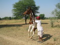 #5: Veejay's father and his dancing horse.