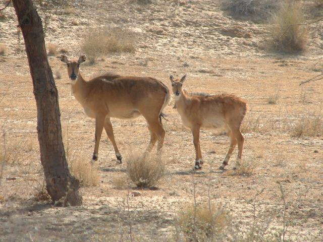 Two antelopes