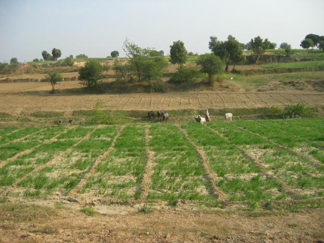 Wheat growing on the bank of the Khari river