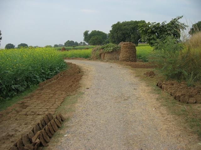 The road between the confluence and the village of Shamuchetra