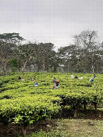 #5: in the tea plantation