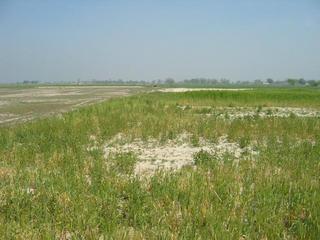 #1: 28n78e -- The edge of a wheat field and dried out mud flat.