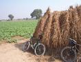 #8: Parking our bikes on the haystack at the confluence site