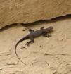 #11: A lizard which lives right at the Confluence