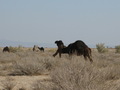 #8: Camels are roaming