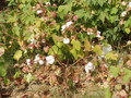 #8: Cotton plant
