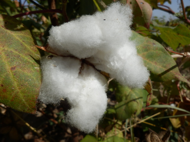 Fluffy staple fiber of cotton