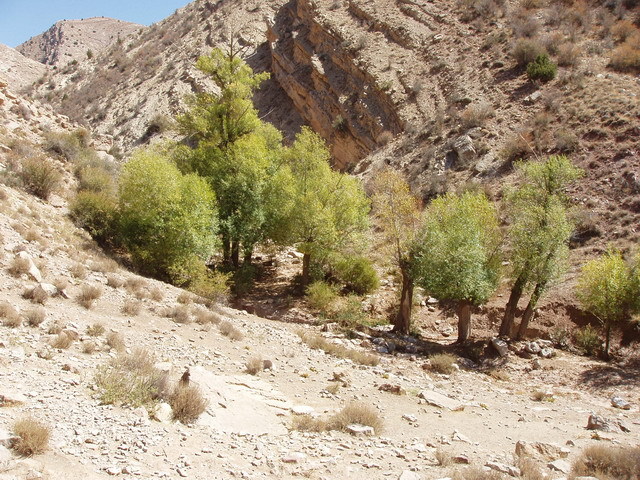 Trees in the valley