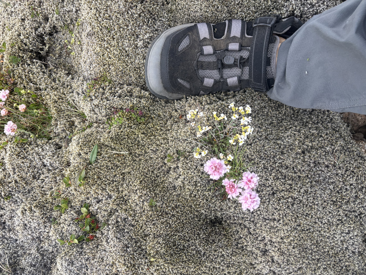 Tiny flowers