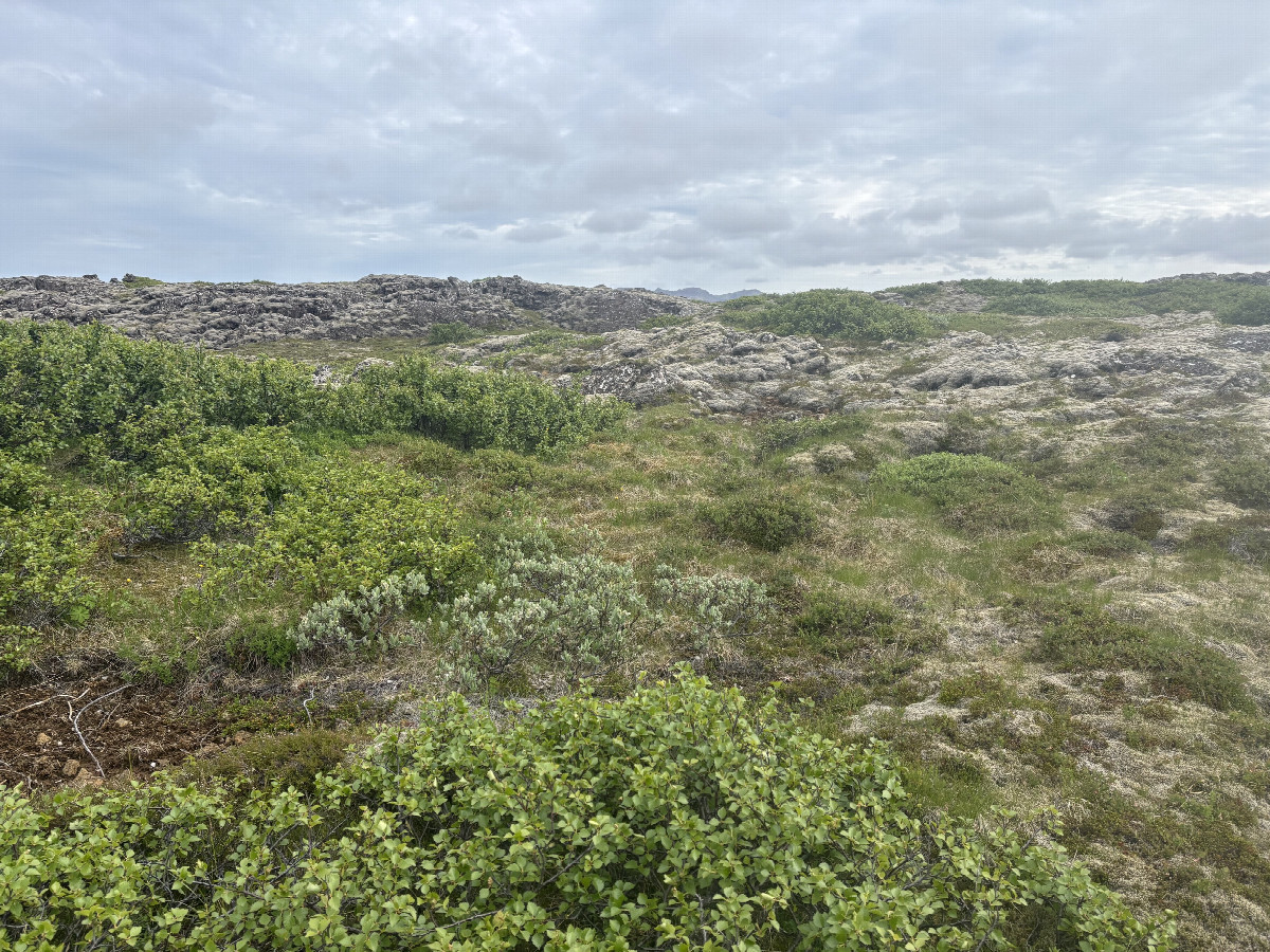 Looking South