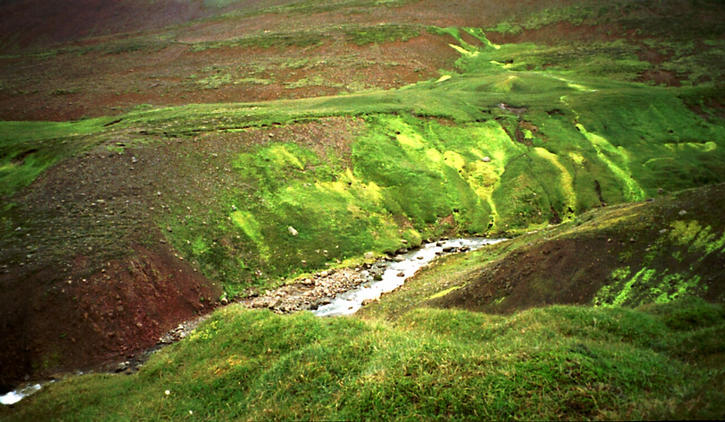 neon-green mosses around the confluence