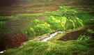 #7: neon-green mosses around the confluence