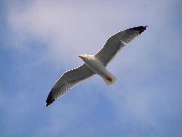 A seagull is accompanying us