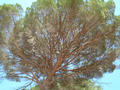 #10: Pine, the predominant local tree