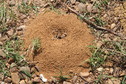 #6: Ant mound, a few metres from the CP
