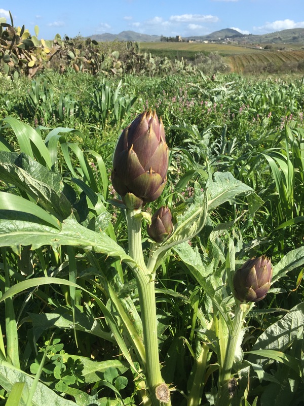 Artichokes at the Confluence