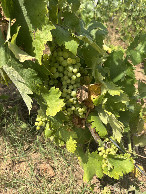 #7: Grapes!