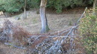 #8: Harvested cork oak with fence in front