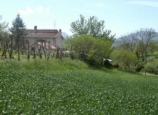 #1: An italian grain field