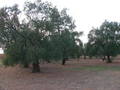 #5: Olives harvest in the area. Olivares de la zona