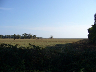 #1: View south towards the Point right of the single tree.