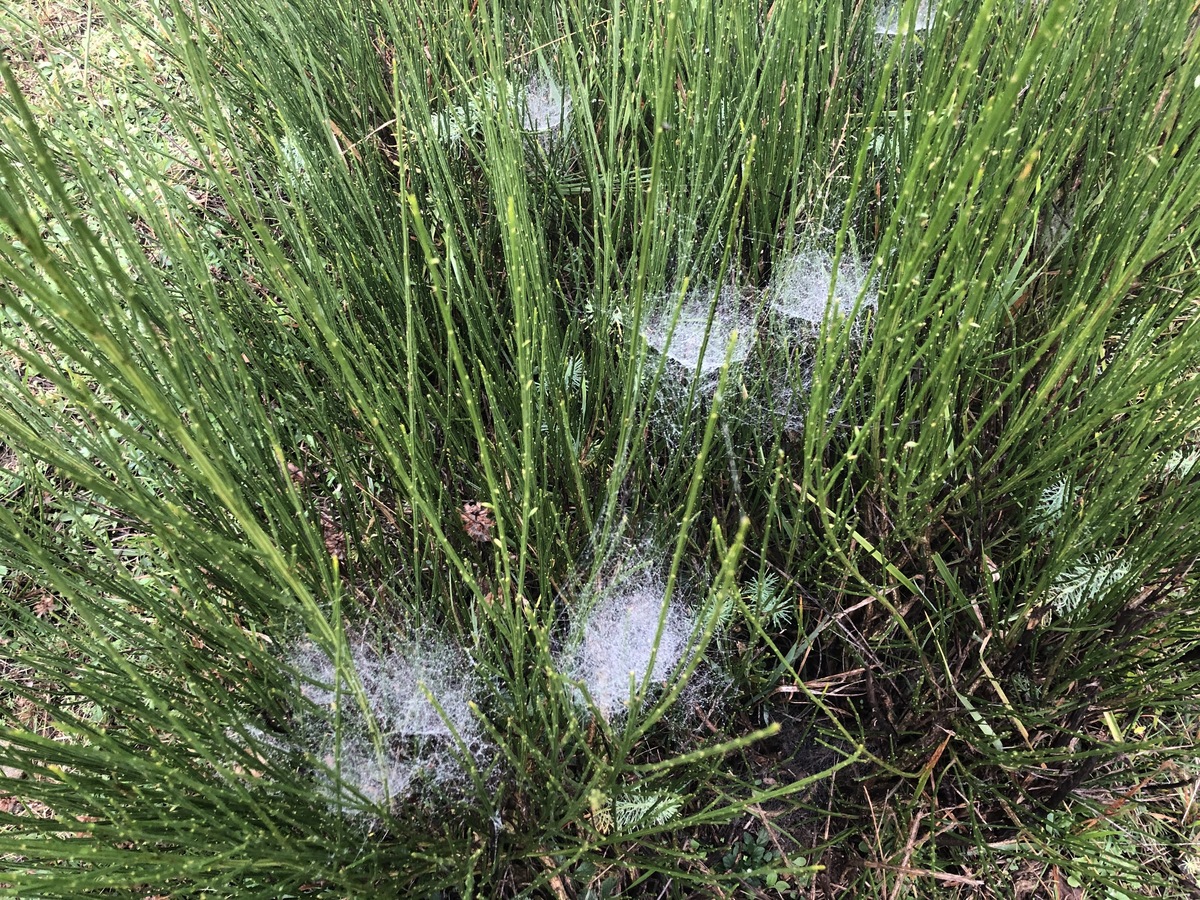 Nearby Spider Nets with Dew