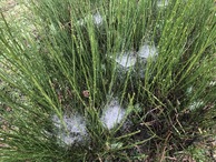#10: Nearby Spider Nets with Dew