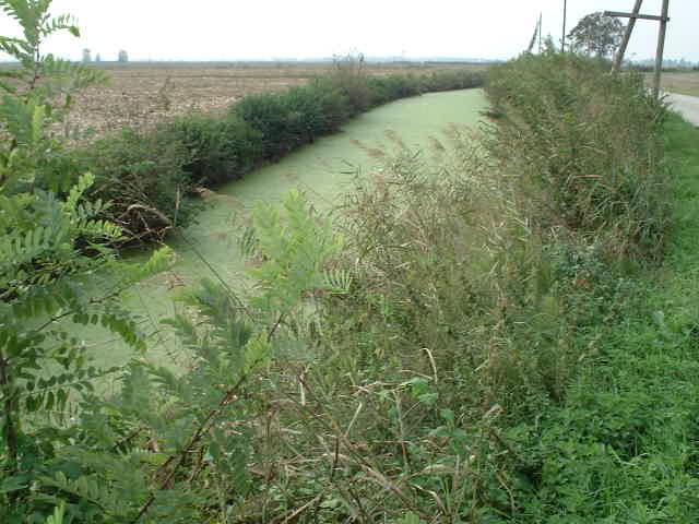 Water and irrigation canals in the Delta of the River Po