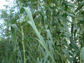 #10: Typical bamboo