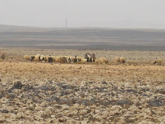 Sheep in the NW direction