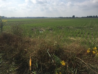 #1: View of 36 North 140 East, looking southeast, in the foreground, across the drainage ditch.