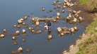 #10: A fisherman in the river, about 1.7 km from the point