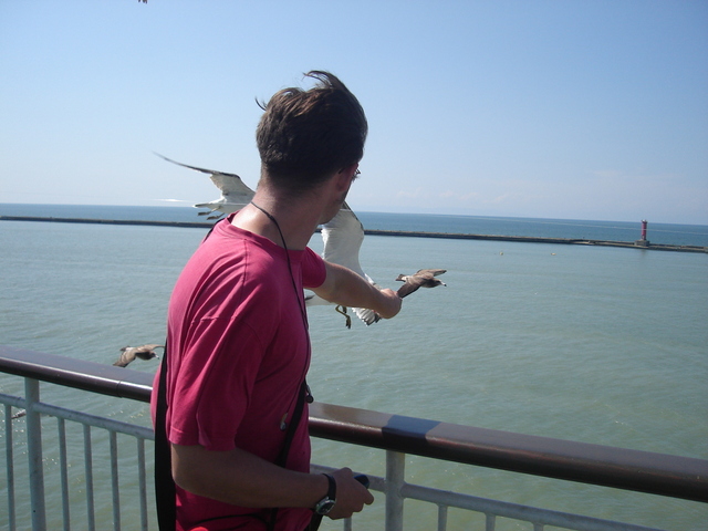Feeding the see gulls