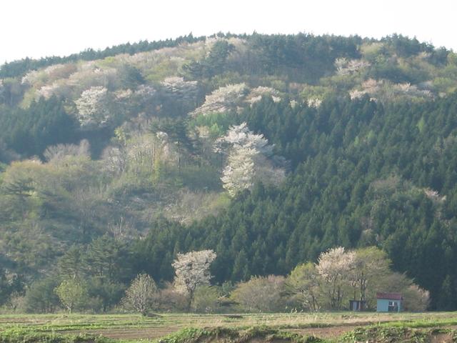 Blooming cherry trees on hill behind the confluence which is in front of blue shack.
