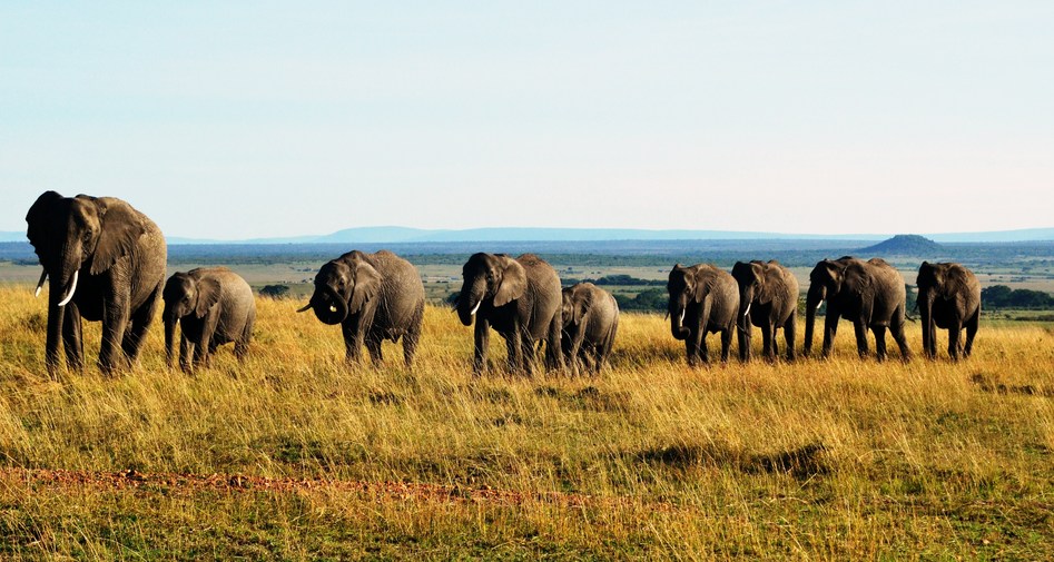Elephants en route to Confluence