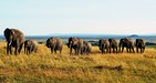 #8: Elephants en route to Confluence