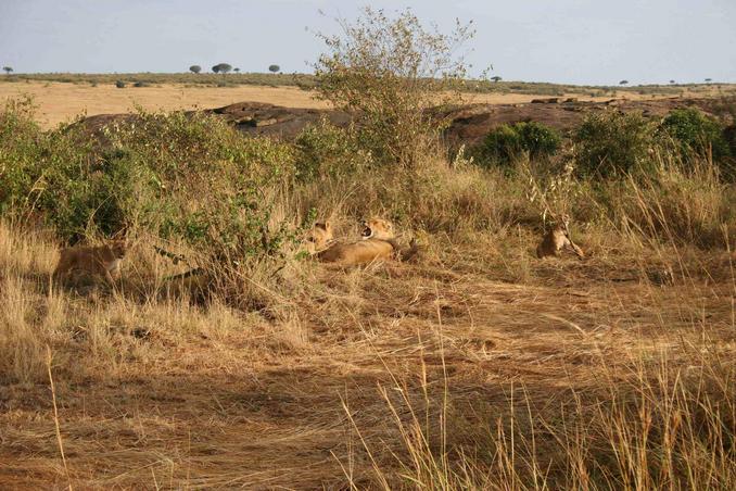 One fifth of the Big Five: Lions