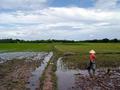 #2: More paddy fields (west)